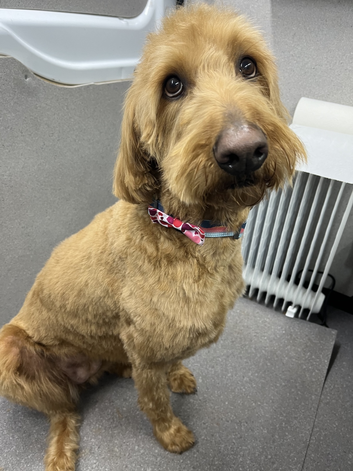 A labradoodle sitting in the back of the van