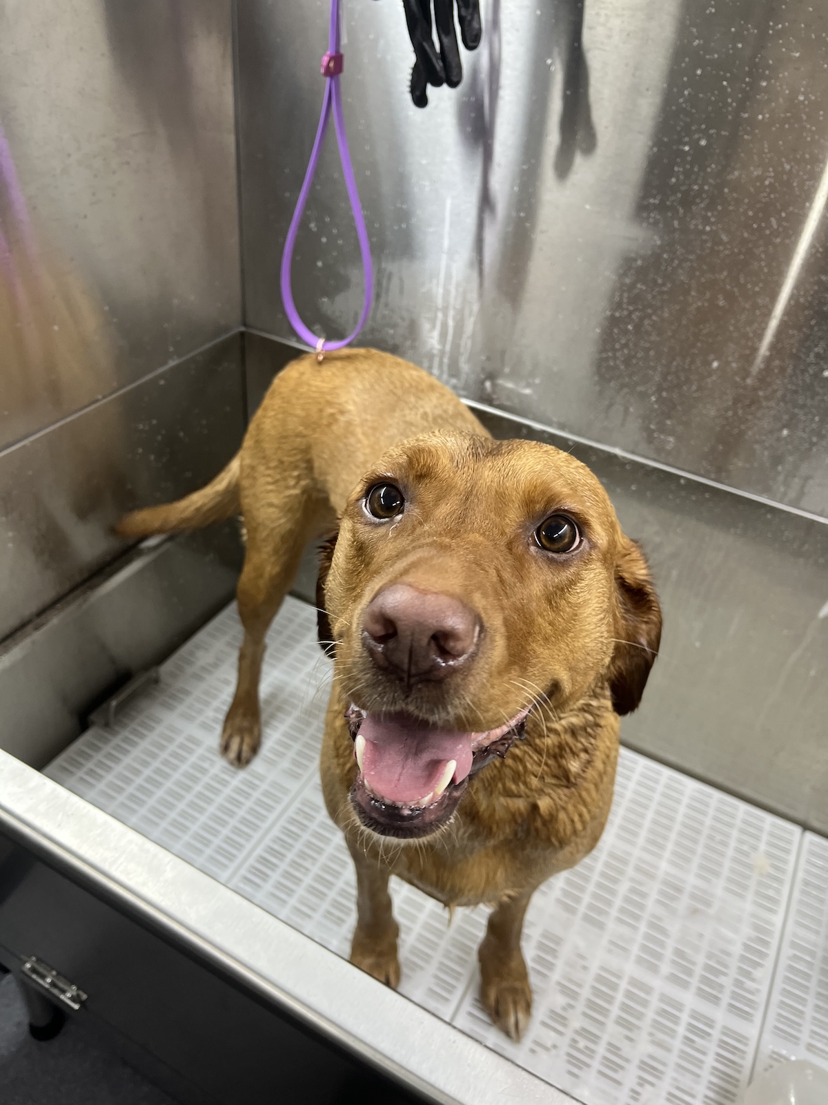 A Labrador in the bath