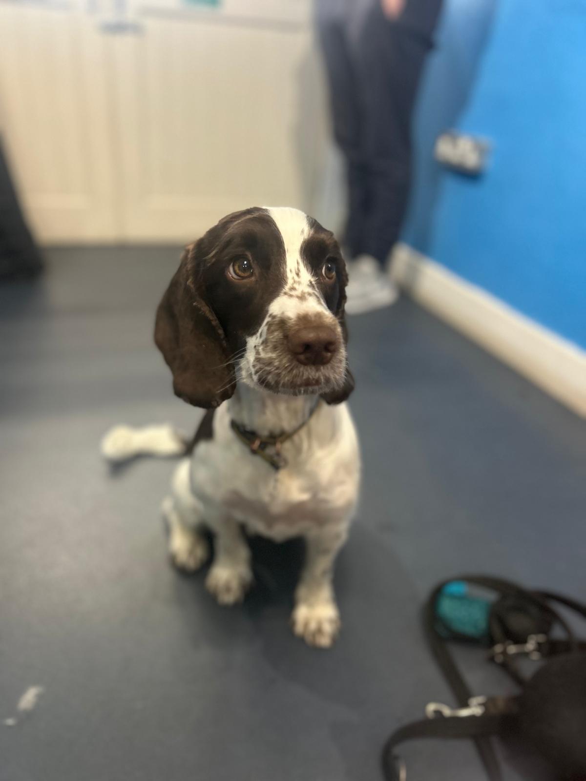 A springer spaniel sat on the floor
