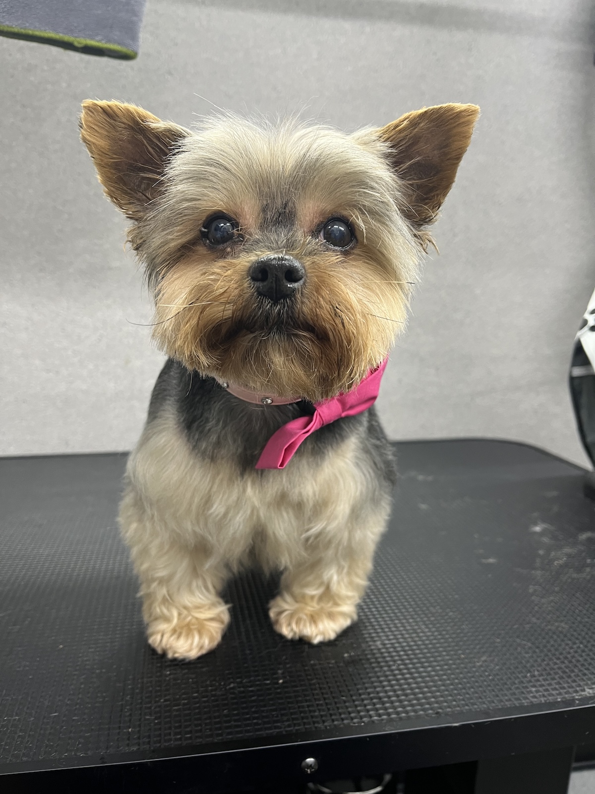 A Yorkie stood with a bow on